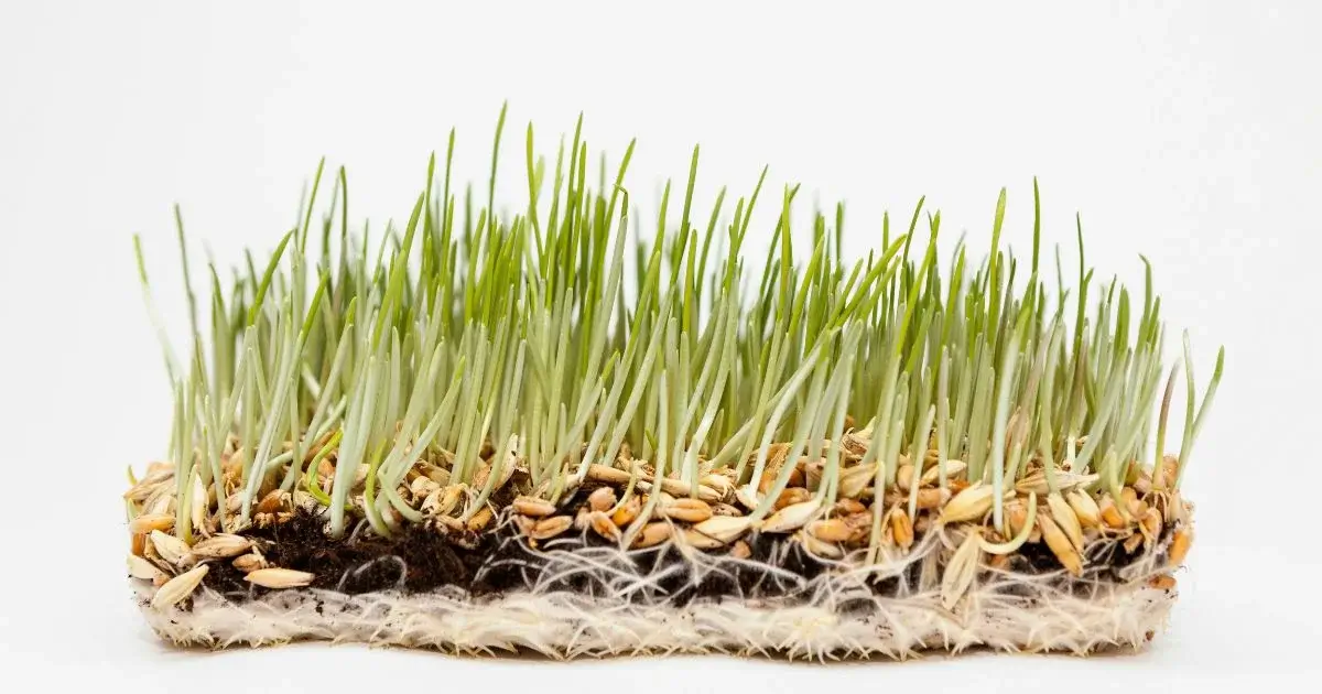 Fresh grass seeds germinating in soil.